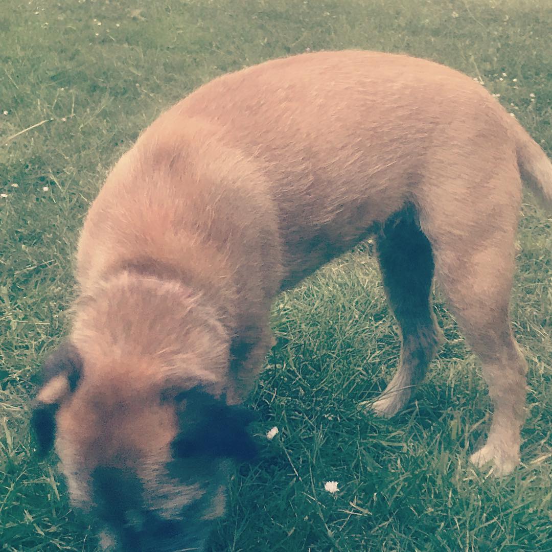 Here we see the wild dog-cow - grazing on a summer’s evening