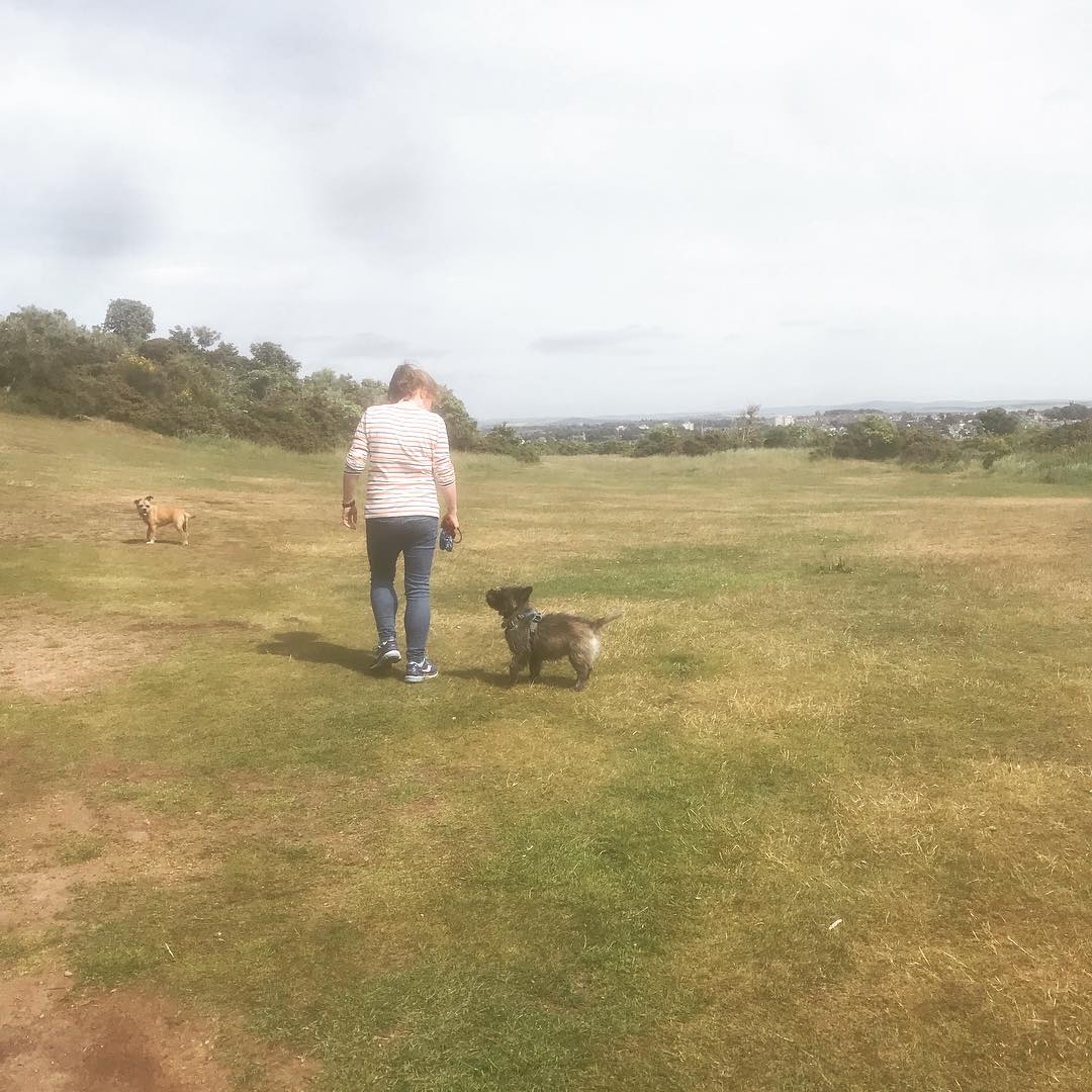 A beautiful Saturday afternoon walk. After this Birdie jumped right over Mollie ...